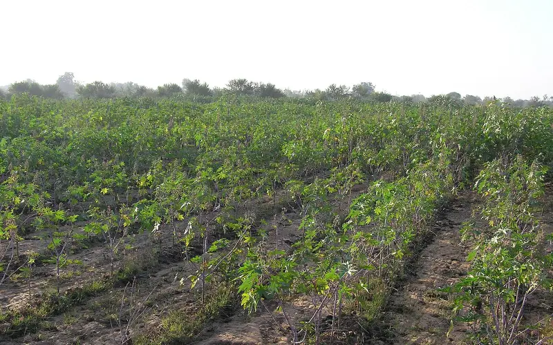 A farm near Ahmedabad, Gujarat, India