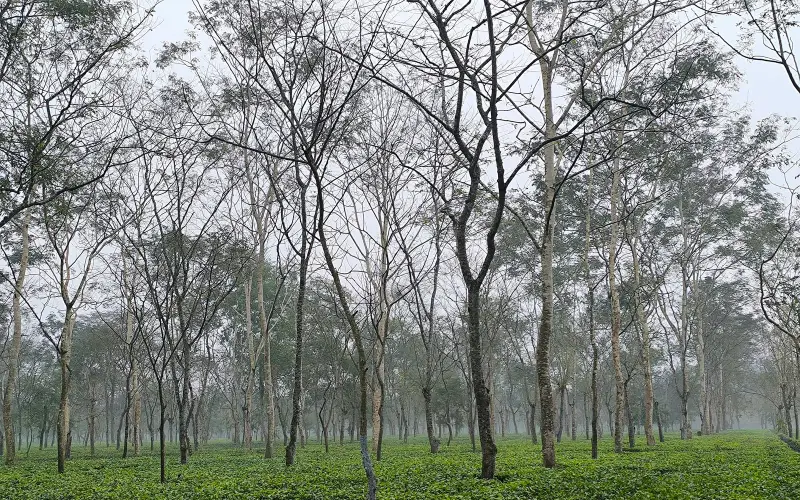 Beautiful Tea Garden of Dibrugarh,Assam
