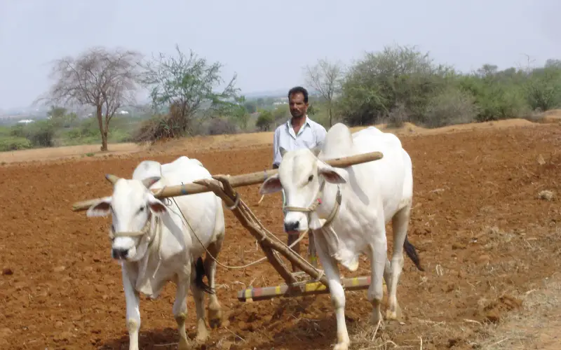 Mahabubnagar District farmer