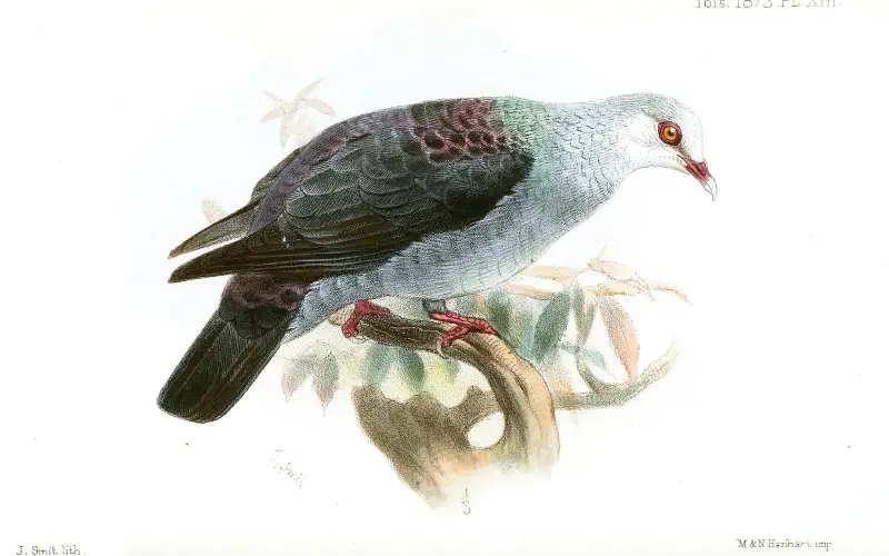 IanthoenasColumboidesSmit